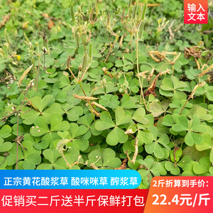 黄花酸浆草新鲜酢浆草潮汕三叶山盐酸鸡草天然现采酸酸中草药500g