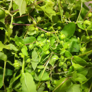 繁缕草新鲜天然鹅肠草农家野外鸡肠菜纯天然野菜500g包邮去湿泡茶