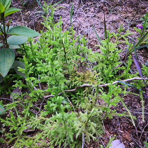 新鲜伸筋草野外原生态深山石松狮子草 现采舒筋草500g干品另售