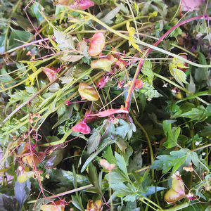 倒地铃新鲜现采带藤苦楝野外天然三角藤假苦瓜500g心豆藤中草药材