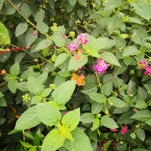 五色梅潮汕新鲜五色花养龟马缨丹野外中草药宝宝皮肤洗澡500g包邮