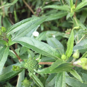 正宗墨旱莲天然白花磨其草深山农家干品黑墨草旱墨莲鳢肠草水旱莲