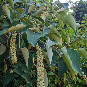 新鲜白背叶野生白鹤草叶下白白背娘木白朴树白帽顶根现采500g包邮