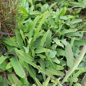 小号鹅公英鸭舌草包邮潮汕青中草药新鲜现采鸭舌红剪刀股全草500g