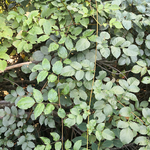 广东蛇葡萄新鲜粤蛇葡萄田浦茶背带藤过山龙序蛇葡萄牛果藤山葡萄