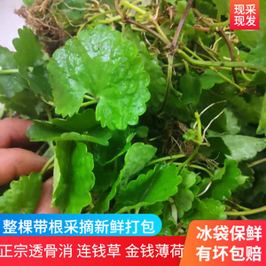 新鲜透骨消驳骨消接骨消连钱草包邮潮汕青草药500g现采白花蚶壳草