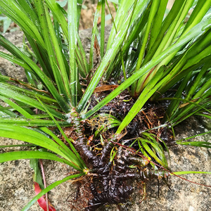 石菖蒲野外新鲜九节山菖蒲臭蒲草根水剑草叶子中药材500g包邮泡澡