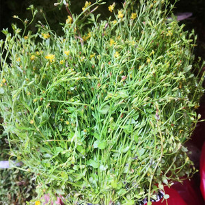 田基黄新鲜地耳草天然黄花仔潮汕500g包邮现采整棵田基王干货另售