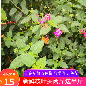 五色梅潮汕新鲜五色花养龟马缨丹野外中草药宝宝皮肤洗澡500g包邮