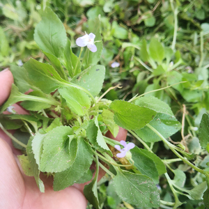 人参草新鲜七星莲潮汕店空虎白花散血草店孔凤500g匍伏堇深山天然