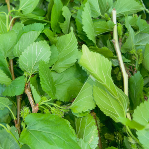 潮汕桑枝叶天然新鲜桑葚树枝条带叶 蚕宝宝饲料 中草药材现采500g