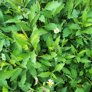 脾草新鲜现采马兰鱼鳅串田边菊夭脾草枝叶包邮潮汕青草药500g包邮