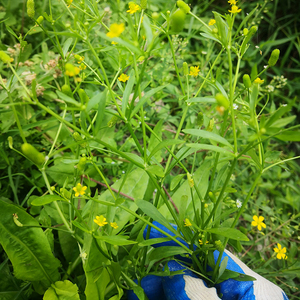 毛莨天然起泡草石龙芮清香草外敷现挖500g假芹菜潮汕中药材水姜苔