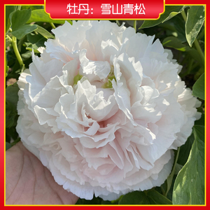 【雪山青松】菏泽正宗观赏木本牡丹花苗 粉色牡丹 庭院地栽盆栽