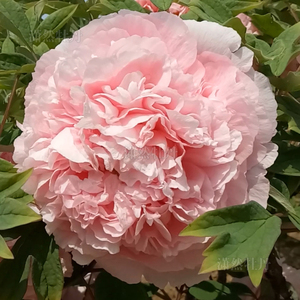 【赵粉】菏泽多年生木本牡丹花苗 粉色牡丹 庭院地栽名品