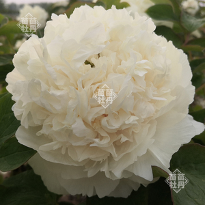 【黄翠羽】菏泽重瓣米白色牡丹花苗 阳台盆栽绿植 庭院木本花卉