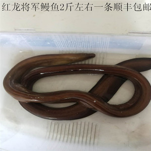 福建海鲜深海野生特大红龙将军鳗鱼2斤鲜活闽南土龙骨鱼蛇鳗包邮