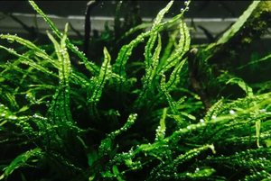 造景常用草 丹麦细叶铁皇冠 满额包邮 水下叶 小有水草