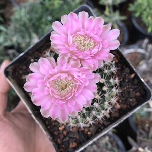 实生仙人球 开花仙人球重瓣翠晃冠马蹄缀化 仙人掌科多肉植物