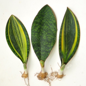 芳野植物 宝镜虎皮兰 宝镜锦 沙生植物 室内懒人绿植