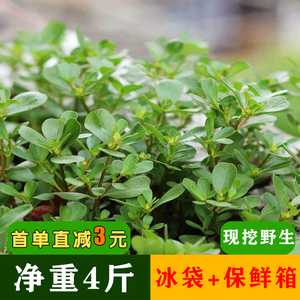 马齿苋菜新鲜1斤