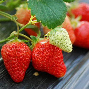 草莓盆栽苗天使8号多年生家庭水果种植春季结果带花带果红颜桃薰