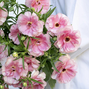 切花蝴蝶花毛茛盆栽花苗网红阳台花园植物推荐耐寒春季爆花多年生