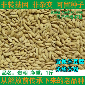 贵朝水稻种子谷子非转基因非杂交可留种古老品种常规稻宜做米豆腐