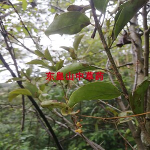 野生黄龙退壳寄生茶穿破石寄生地棉根黄霜刺牵牛入石山荔枝千重皮