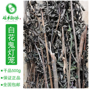 白花鬼灯笼鬼点火鬼灯笼白花苦灯笼灯笼草鬼点灯干品500g另有鲜品
