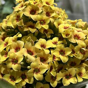 新品长寿花猫脸单瓣四季花卉带原盆原土北京发货花苗阳台净化空气