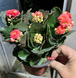 凤尾长寿花俗名(长寿)重瓣凯特斯绿巴黎悉尼粉成品花室内带花苞