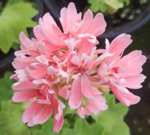 黄金女郎天竺葵苗盆栽重瓣直立四季开花带花苞北京发货枫叶阳台