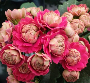 长寿花马德里深粉巴黎重瓣大花带花四季花阳台窗台净化空气观花好