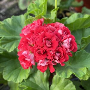 重瓣天竺葵盆栽花卉带花苞保加利亚碗红碗粉碗净化空气阳台庭院