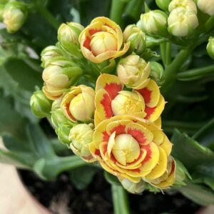 重瓣瓣长寿花宝玉洛桑女神俗名长寿盆栽花卉带花苞发货阳台办公桌