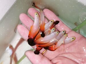 海水鱼活体观赏鱼 飘飘 西瓜刨印度草莓 黄金参 雷达魔鱼都有