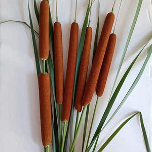 香蒲棒天然干花家居装饰插花摆件风干毛腊水蜡烛干枝蒲绒蒲草棒叶