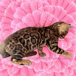 孟加拉豹猫纯种玫瑰红