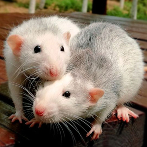 活体花枝鼠无菌大白鼠繁殖组幼鼠冻乳鼠角蛙粮活物小鼠仔食物饲料