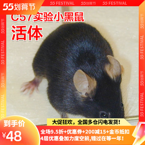 活体无菌c57小黑鼠实验鼠小白鼠大白鼠繁殖组活物老鼠喂养殖包邮