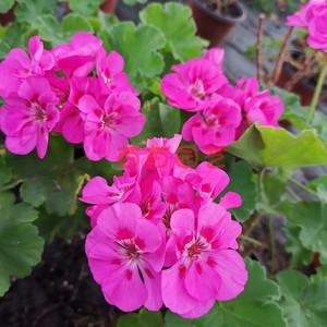 直立天竺葵玫红飞溅四季开花阳台窗台花园多年生植物花期长