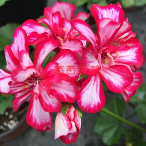 天竺葵洛丽塔 洛蕾塔垂吊天四季勤花垂吊性好阳台露台花园植物