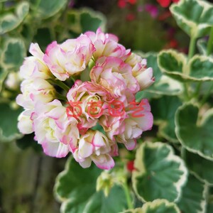 天竺葵花苗银边日碗直立天四季开花观花观叶阳台露台庭院盆栽花卉