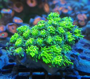 荧光新款珊瑚鱼水族双色短须绿杆菠萝丁火柴头 高脚灯琴珊瑚活体