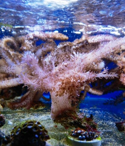 九尾狐软体手指皮革可繁殖它水族宠物海水活体水母纽扣活体珊瑚