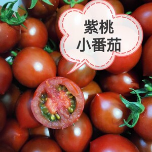 高青寨子紫桃番茄小黑水果西红柿新鲜多汁圣女果五斤顺丰包邮