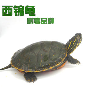 八戒姐姐西锦龟苗活体西部锦龟水龟乌龟活体东锦龟南锦龟外塘