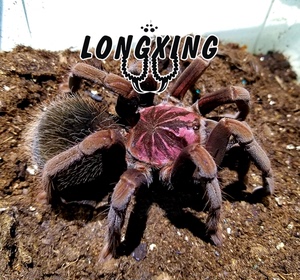 哥伦比亚镭射蜘蛛