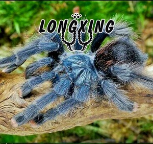 金属粉趾足展3-4厘米大幼体温顺稀有粉趾宠物